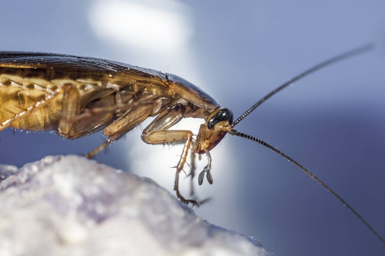 Understanding the Health Benefits of Herbal Supplements