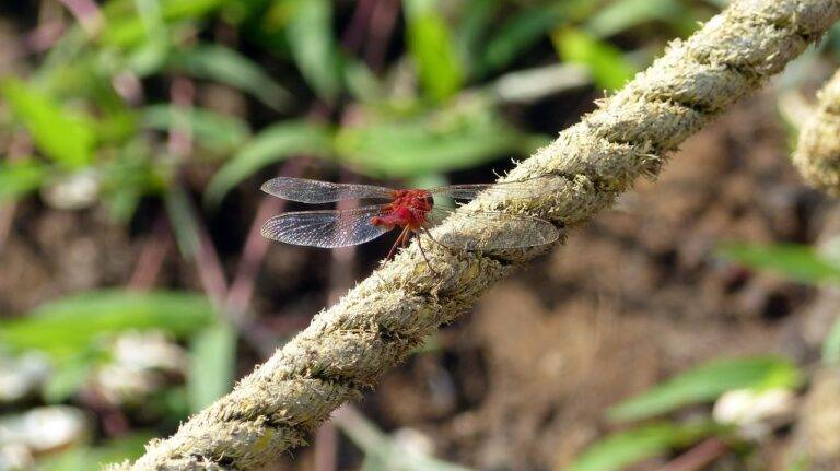 How Political Parties Adapt to Political Campaign Trends